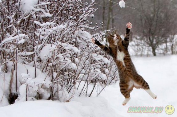 ���������� �����