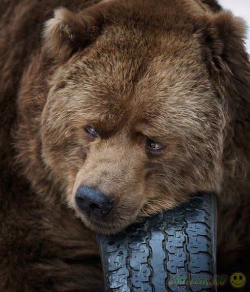 ���������� �����