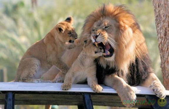 ���������� �����