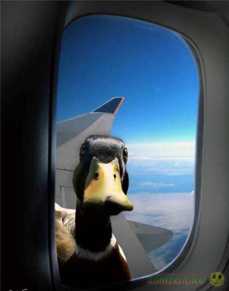 ���������� �����