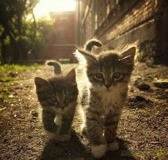 ���������� �����