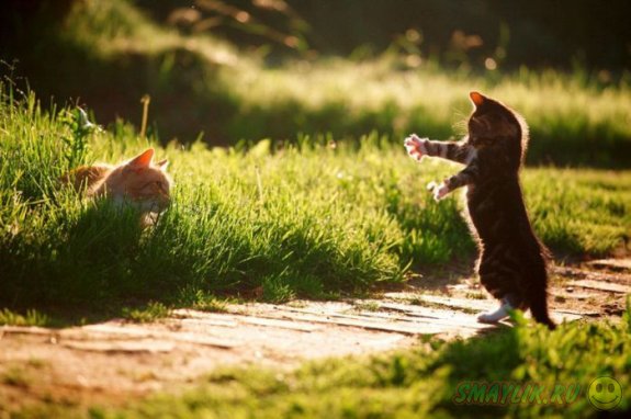 ���������� �����