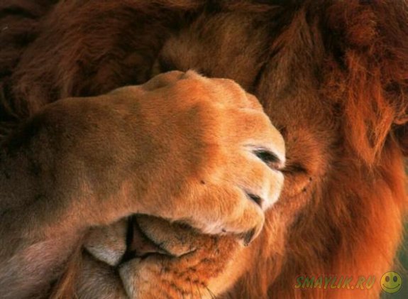 ���� �� ����� ������� ����