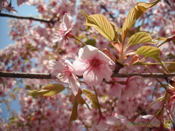 �������� ������