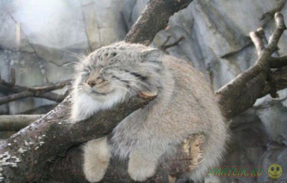 ������� �����