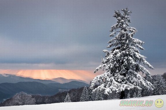 ������ �������