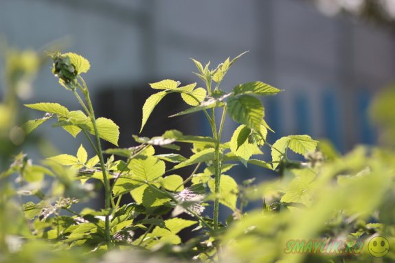 �������� ����������