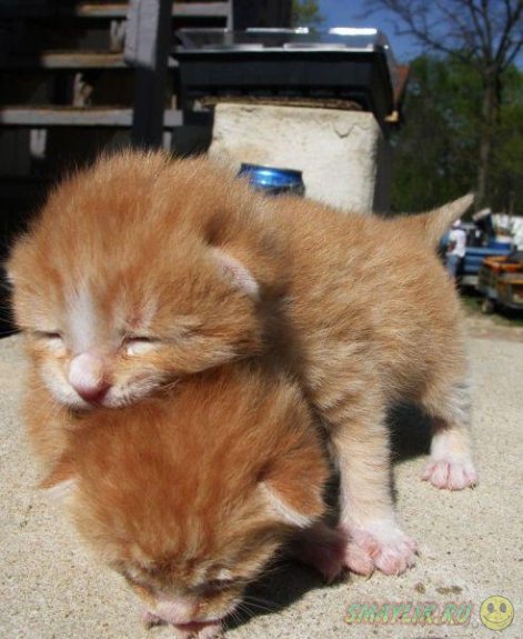 ��� ������� ��������