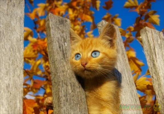 ������, ��� ������ ����������