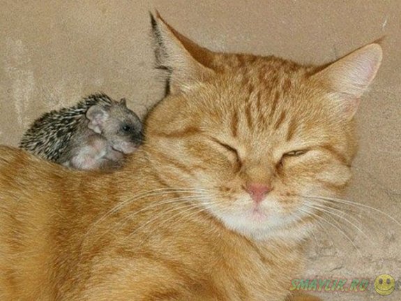 ������ �����-����