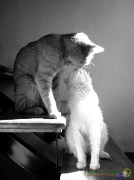 ������ ��� ������ ���������� �.3