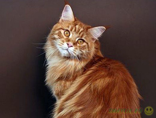 ���������� ������������� ����� ������ �� ������� ����