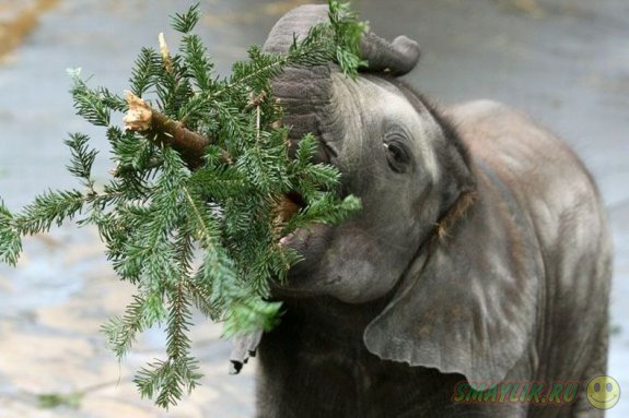 ���������� ���� ��� ��������  �������� �������