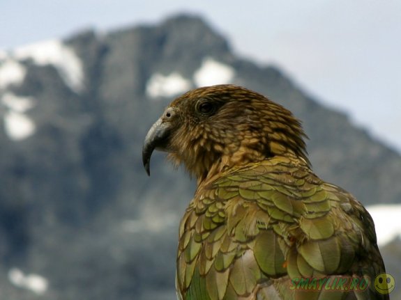 �������� ������ ����� �������� �������� ��������� ����������  