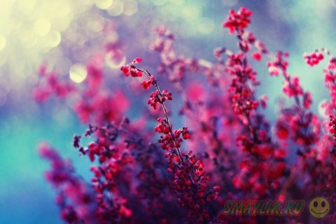 ������������ ����� �������� �������������