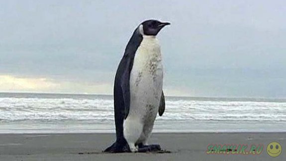 � ����� �������� ����� �������������� ��������