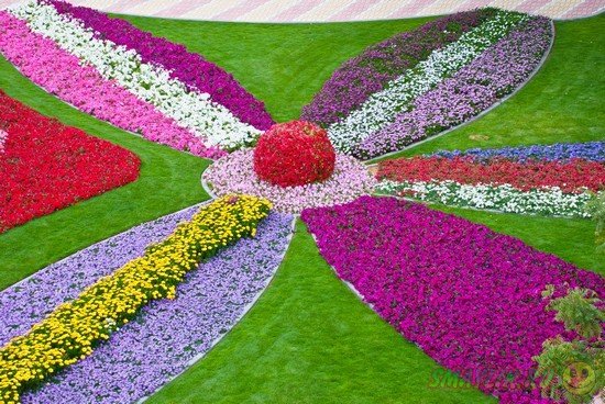 Dubai Miracle Garden � �������� ����� ������� � ���� ���� ������