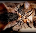 ������ ���� ����� ����� ����������