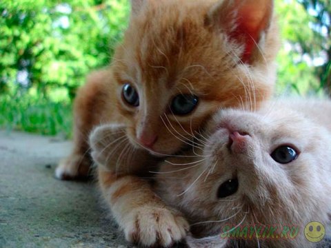 ������ ���� ����� ����� ����������