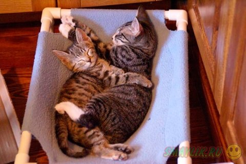 ������ ���� ����� ����� ����������