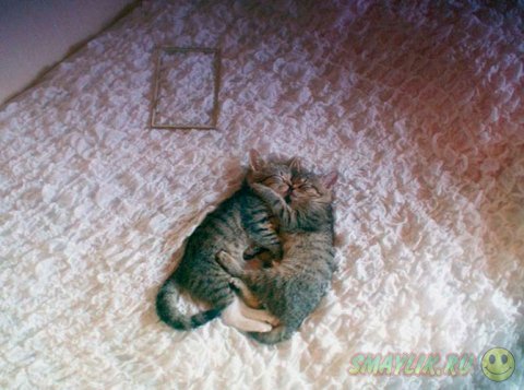 ������ ���� ����� ����� ����������