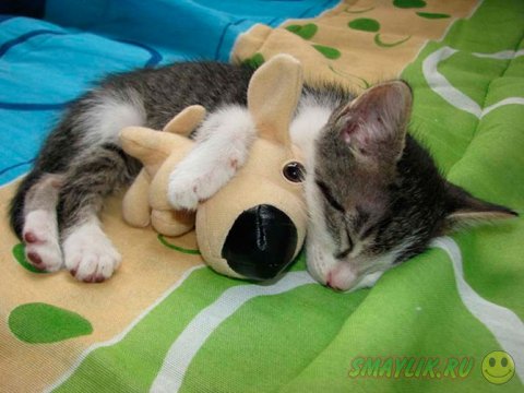 ������ ���� ����� ����� ����������