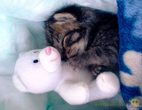 ������ ���� ����� ����� ����������