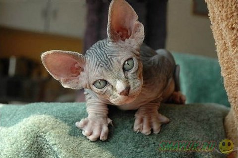 ������������ ����� �� ��������� ������ ������