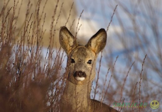 � ������ ������������ ������ ��������� ������ �������