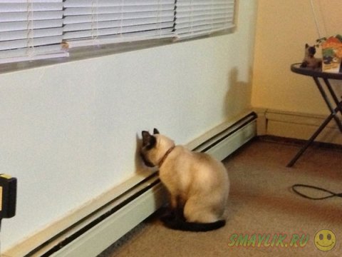 ������ ����� ��� �����