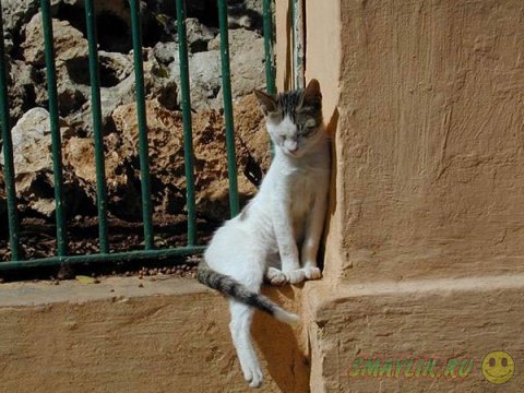 ������ ����� ��� �����