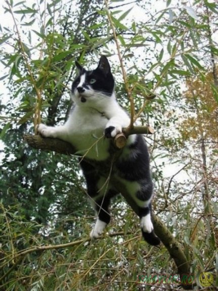 ������ ����� ��� �����