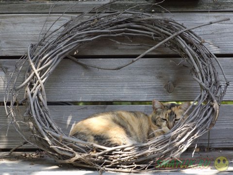 ������ ����� ��� �����