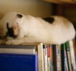 ������ ����� ��� �����