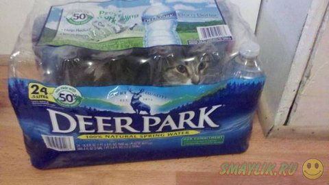 ������ ����� ��� �����