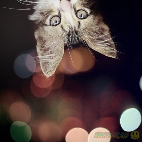 �������� ��������