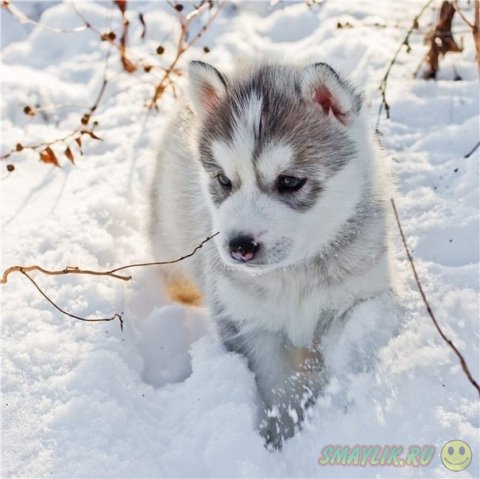 ������ ���� - �����