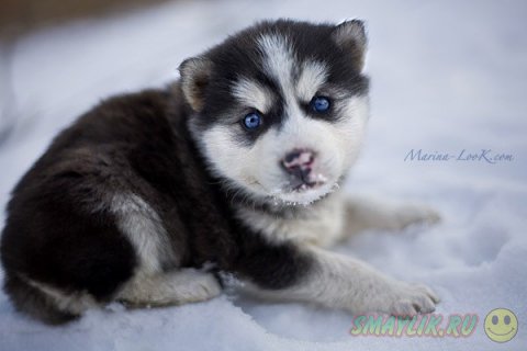 ������ ���� - �����