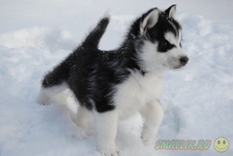 ������ ���� - �����