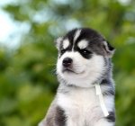 ������ ���� - �����