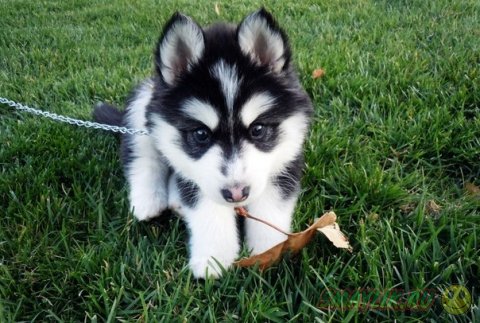 ������ ���� - �����