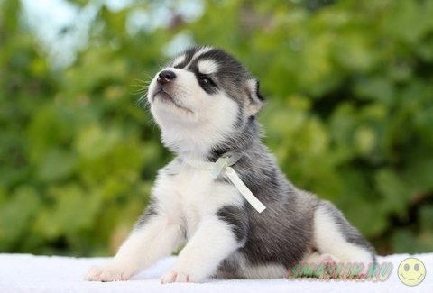 ������ ���� - �����