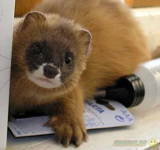 ������ ��������� ����� �� ����� ���� ����� ������� ������ ���������� �������