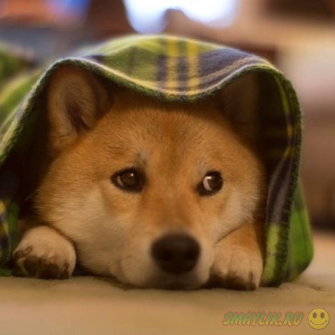 ����� ��� ������ ����-��� 