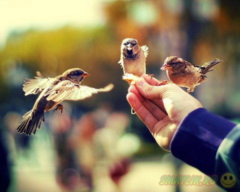 ���������� ����� ���������� 