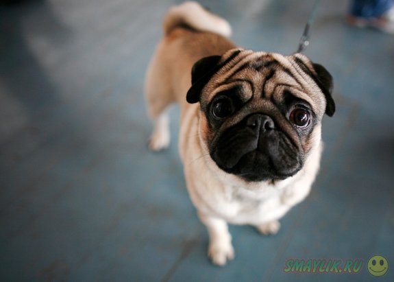 ������������ Brussels Airlines �� ����� ���������� ����� � ����� � �������� �������