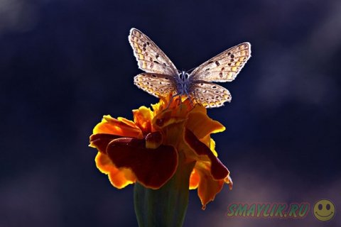 ���������� ����������� ������� ������ 