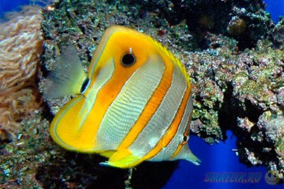 � ������� ������� ���� ���� ��� �������������� �������