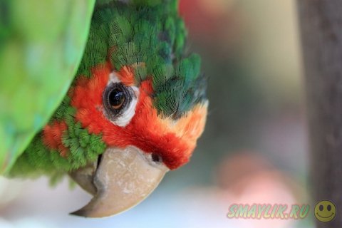 ���������� National Geographic-2013