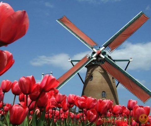 ����� ������ ���������